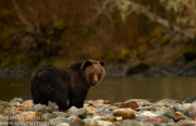 GREAT BEAR RAINFOREST - COASTAL BRITISH COLUMBIA